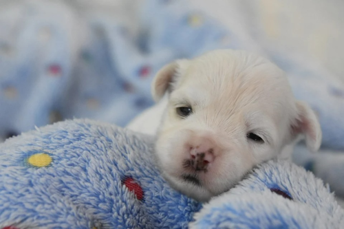 White Havanese Puppy